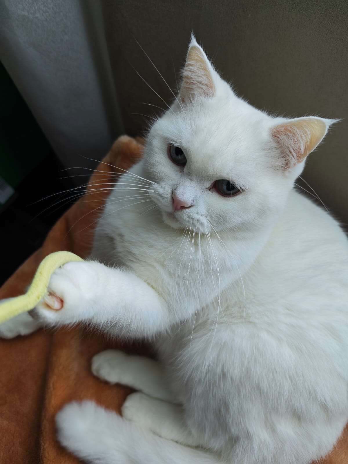 this is a friends kitty cat, named luna! i have slept over and confirmed she is absolutely soft and very pet'able. if you are reading this, this is a placeholder description until said kitty owner writes descriptions for the photos >:3